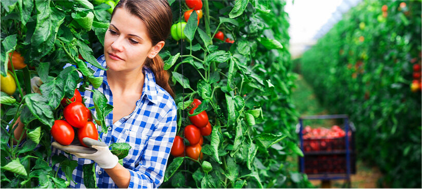 Woman harvesting san marzano tomatoes